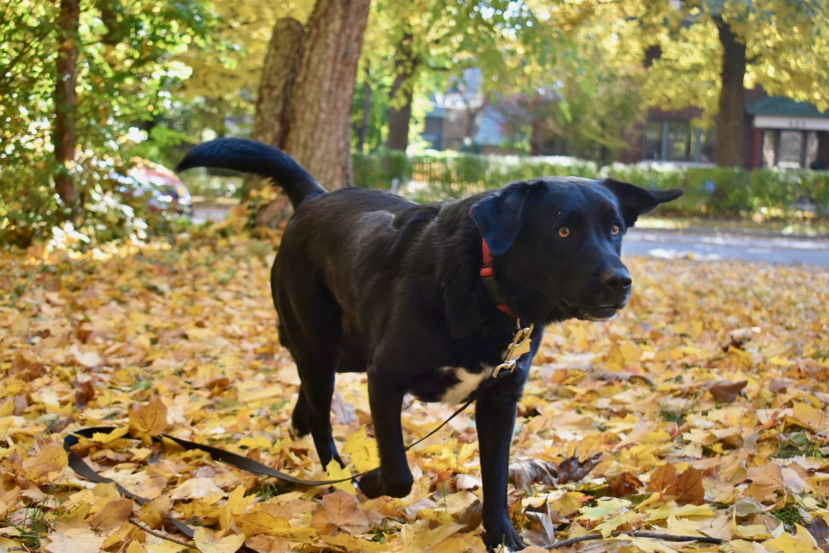 A black dog with amber eyes and a red collar stands alert on a leaf-covered ground, ears perked and tail raised, amid a park scene with golden autumn foliage and a residential street in the background.