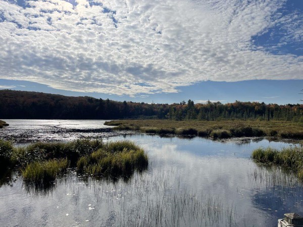 Lily Pond under a mostly cloudy but bright sky
