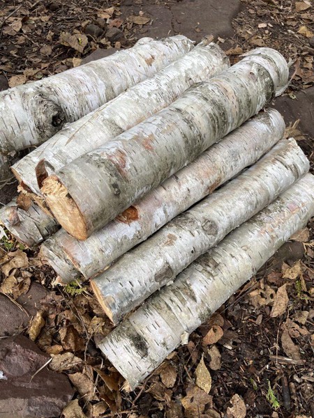 An organized stack of about a dozen birch logs