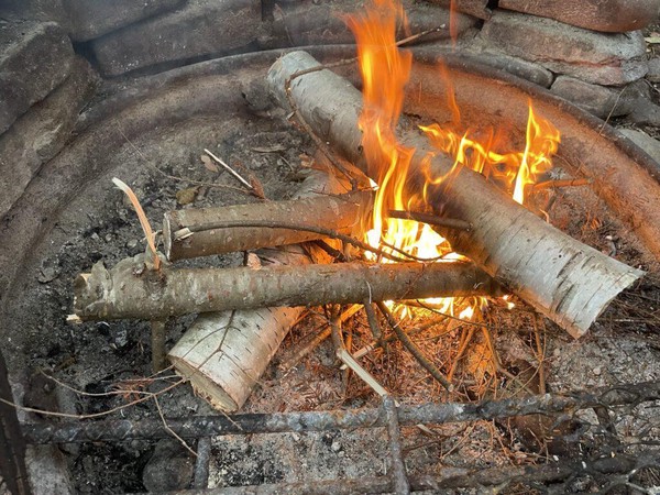 Birch and pine wood fire in firepit