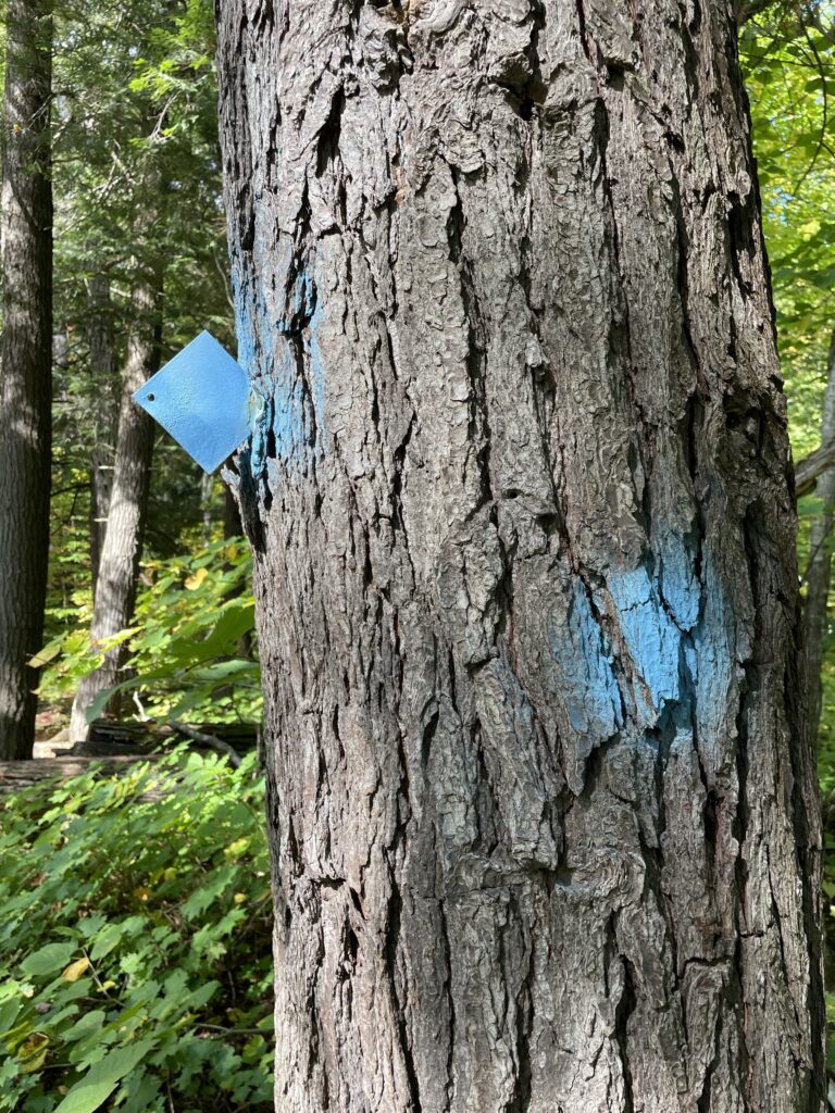 A tree trunk marked with both a blue-painted metal square (one corner stuck in the bark and oriented vertically) and a blue spot of spray paint 